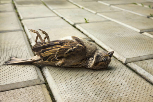 Moineau domestique (Passer domesticus) mort des suites de l'Influenza Aviaire © IStock photo